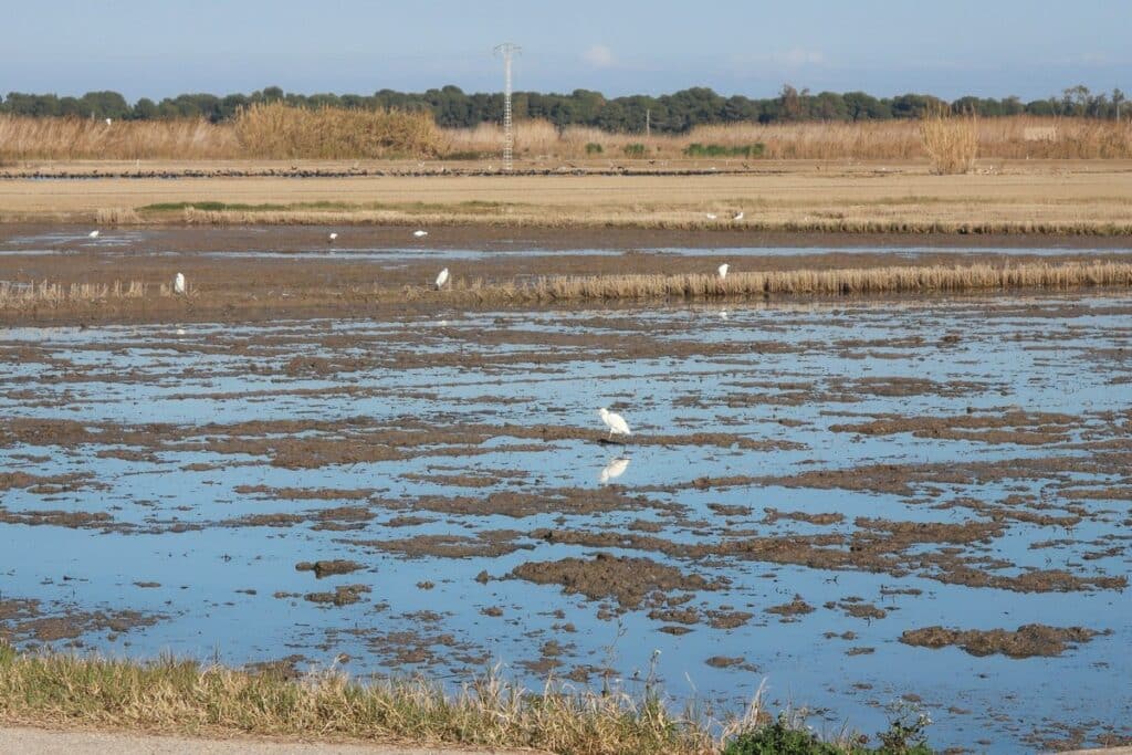 rizières aigrette