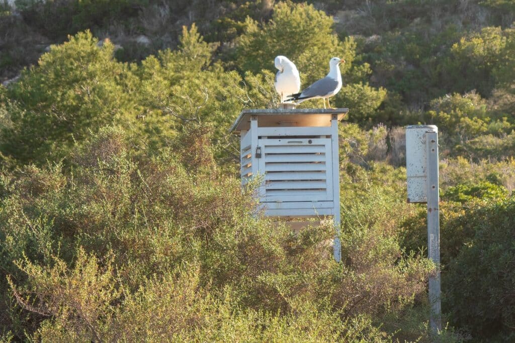 mouettes