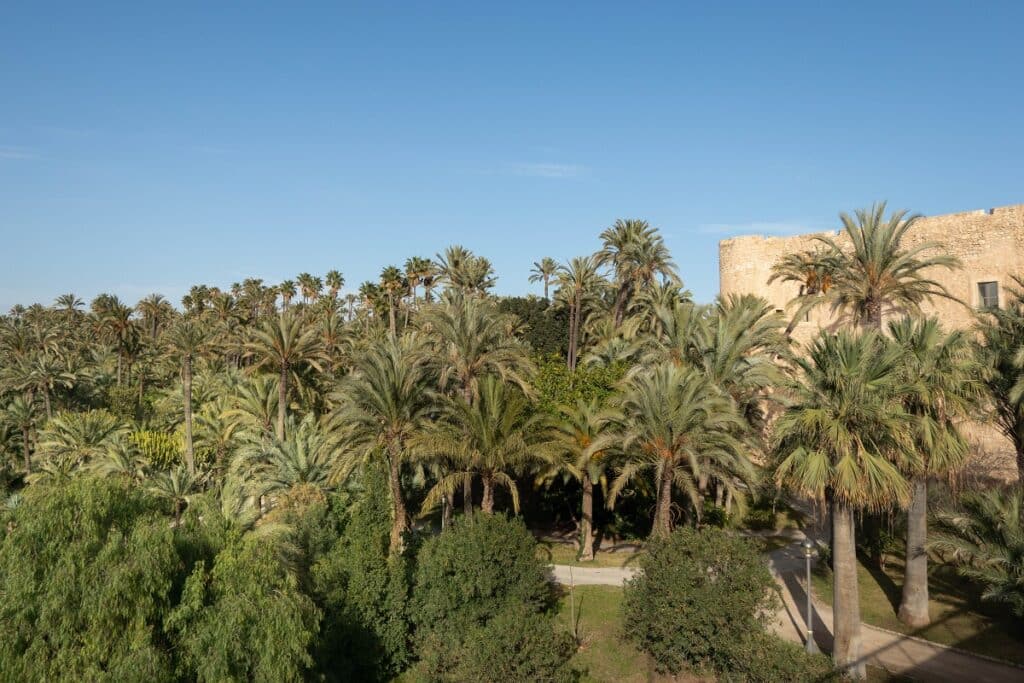 palmeraie d'elche