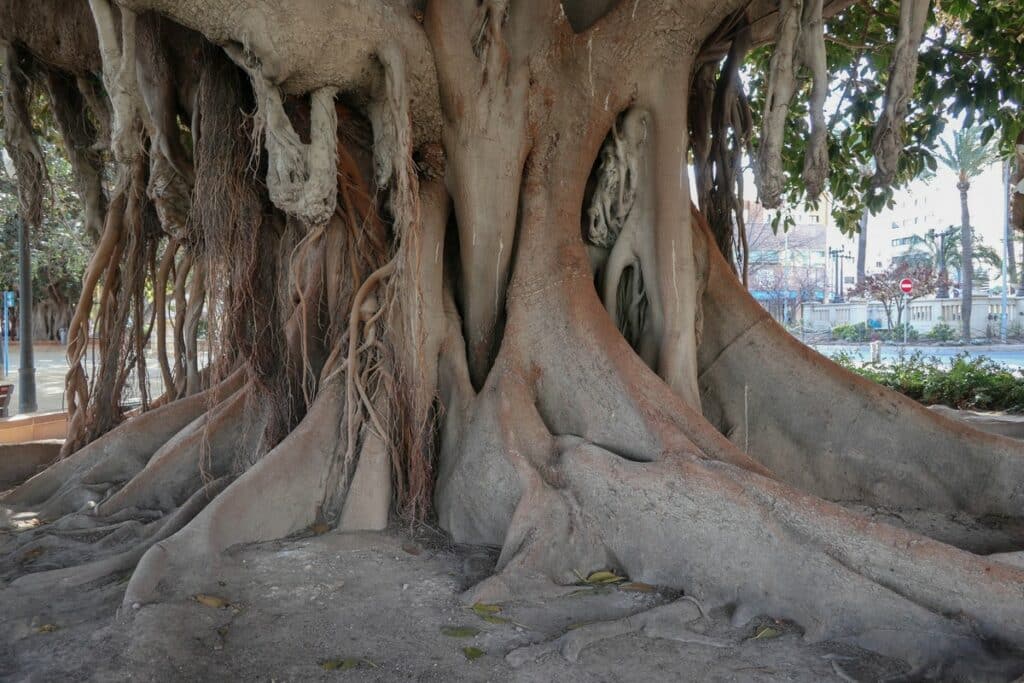 ficus alicante