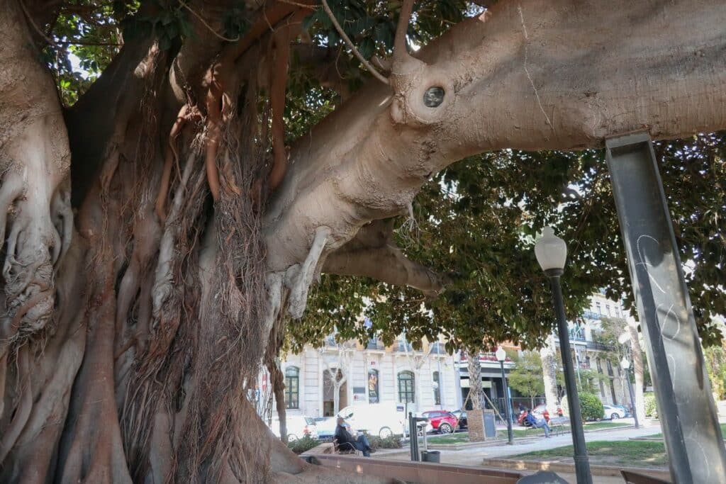 énorme ficus