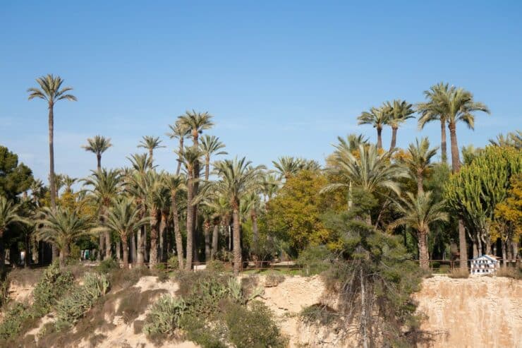 palmeraie elche