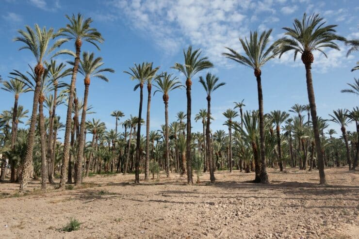 que faire à elche
