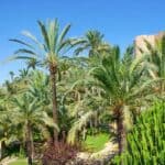 visiter elche