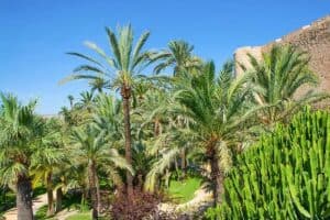 visiter elche