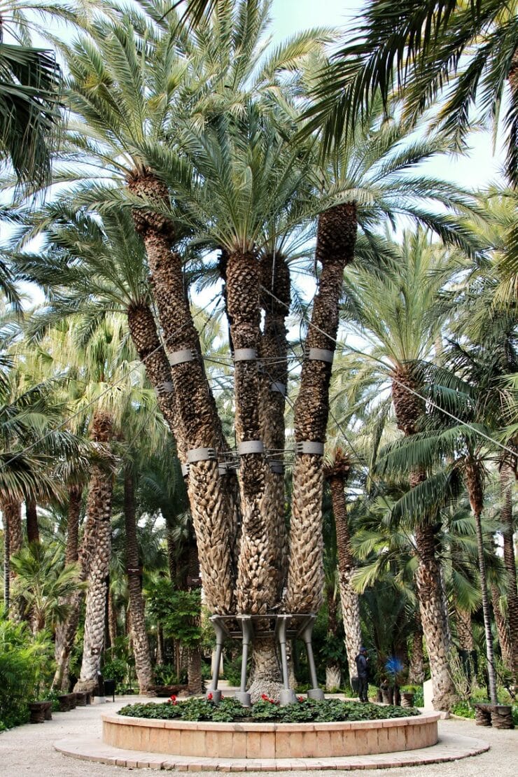 huerto del cura palmier imperial