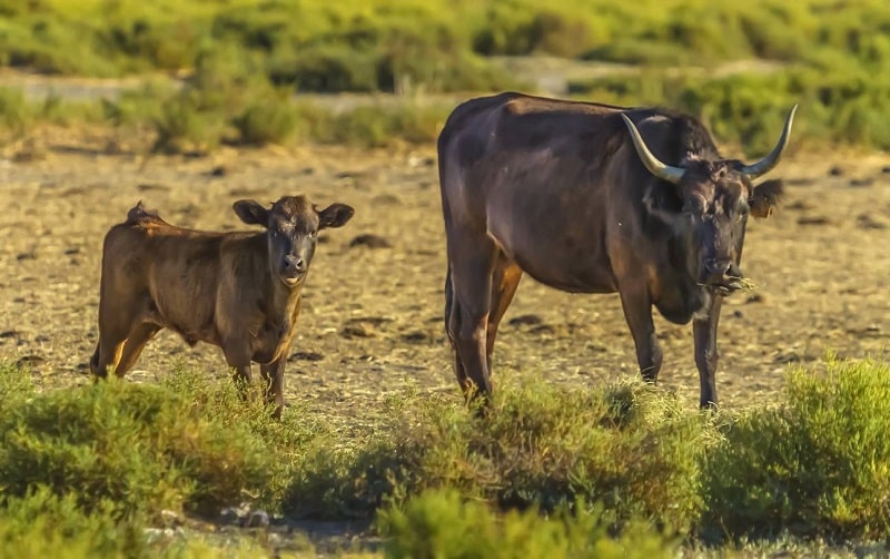 la Camargue