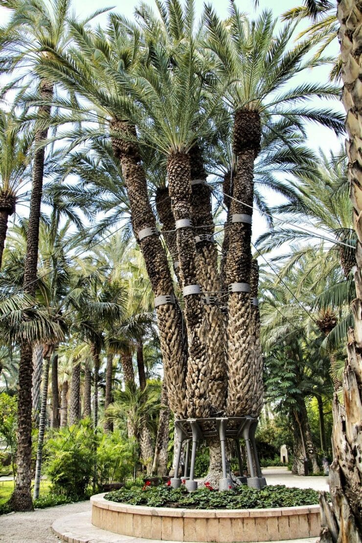 palmier imperial elche
