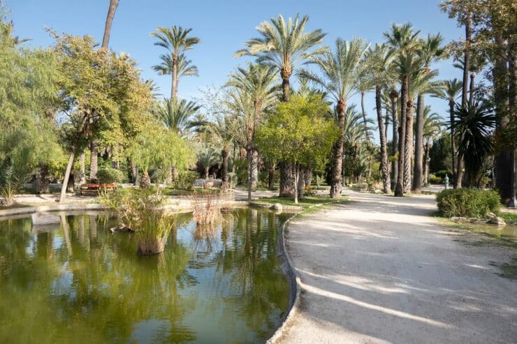 palmiers elche