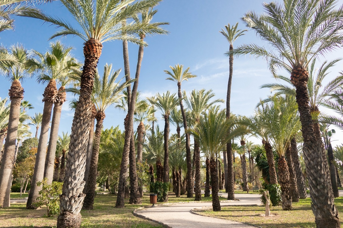 palmeraie d'elche