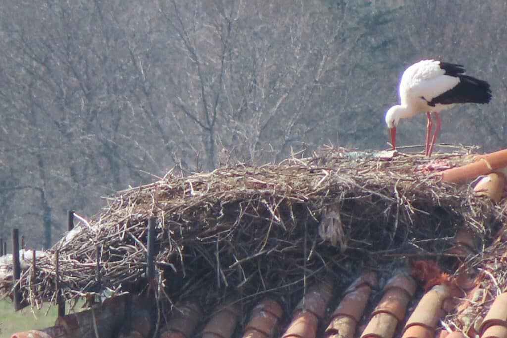 cigogne à manzanares el real