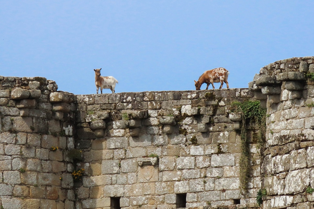 chateau de tonquedec chèvre