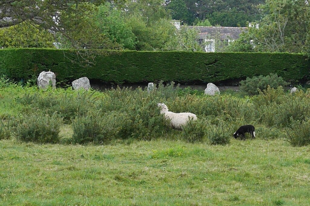 moutons champ menhir