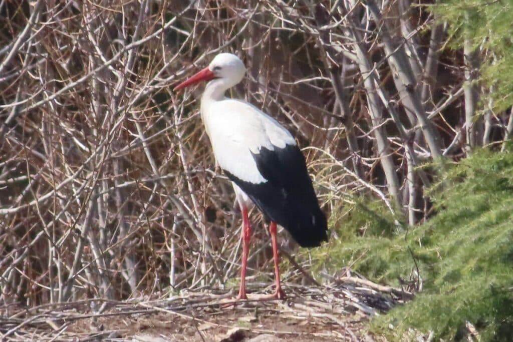 cigogne à manzanares el real