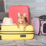 8 conseils pour voyager sereinement avec son chat