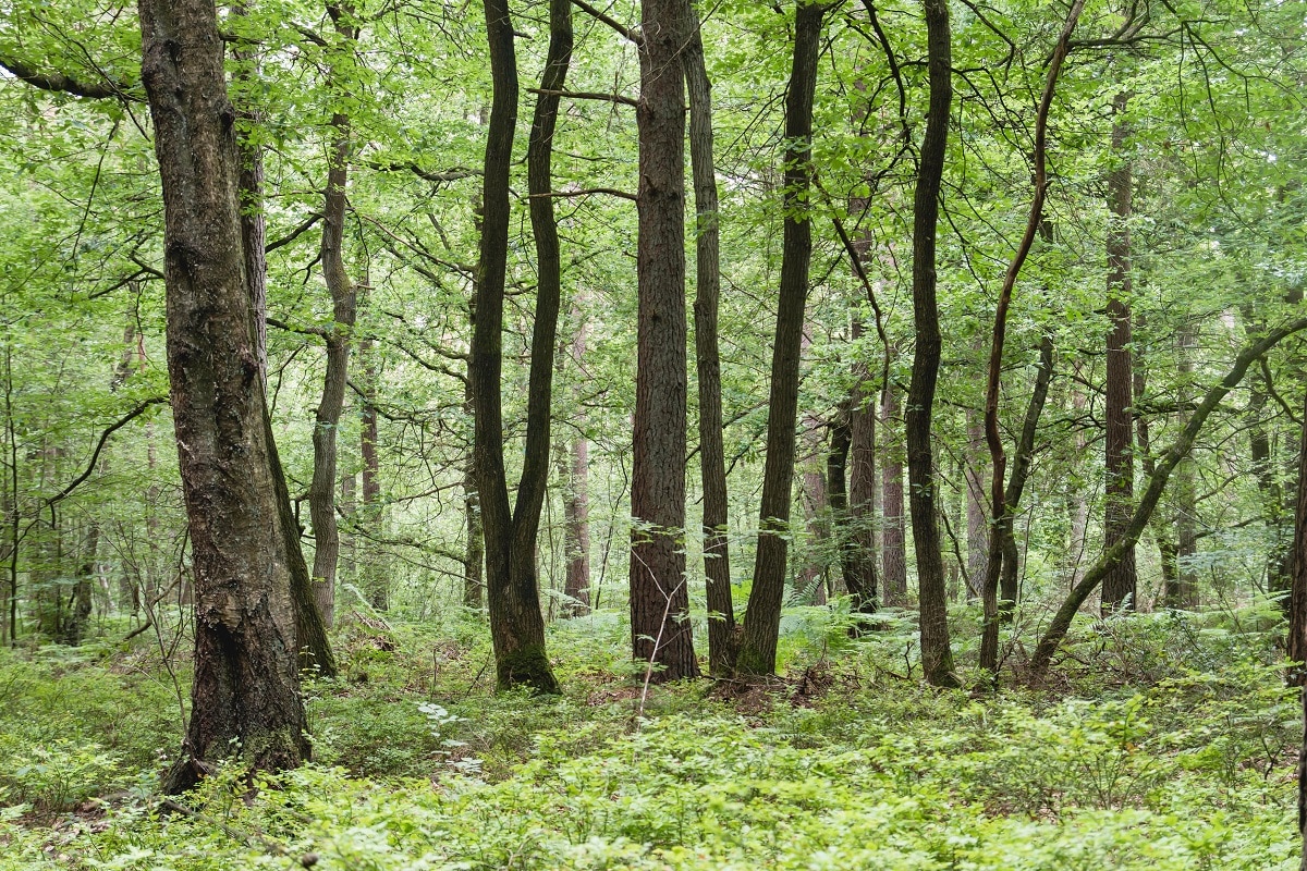 forêt de Brocéliande