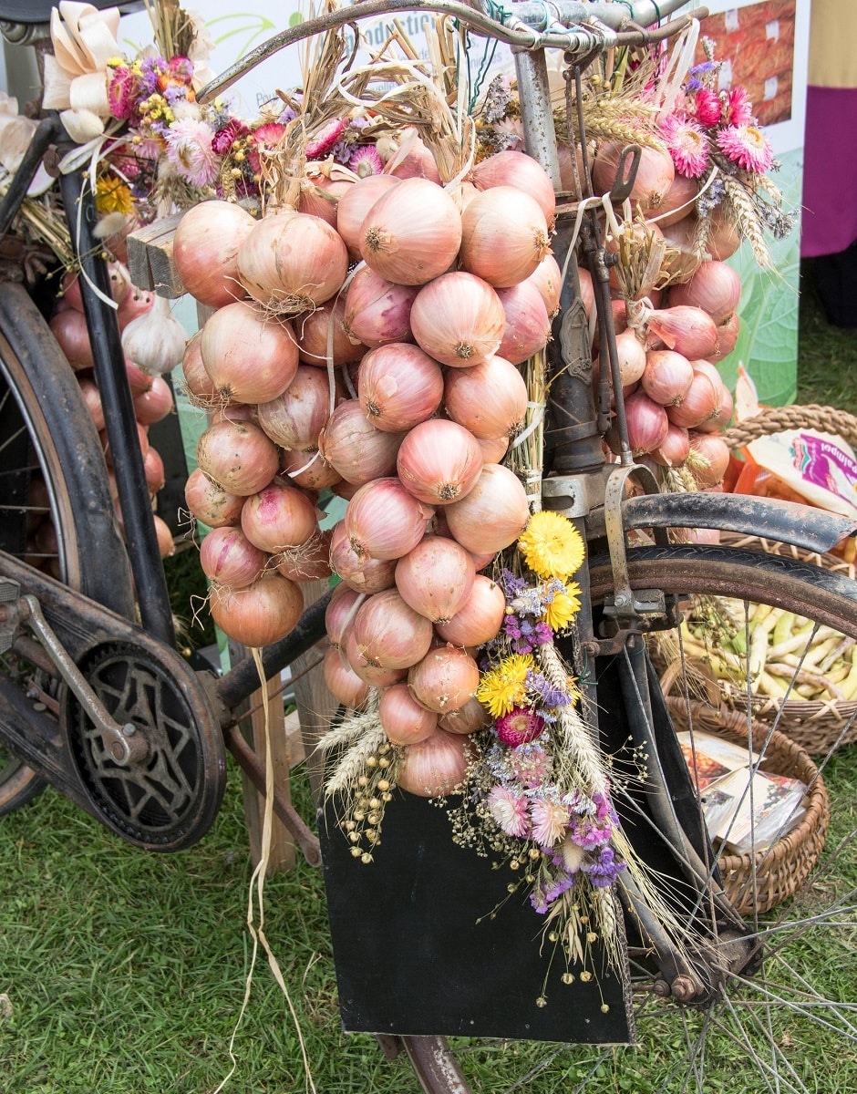 oignons sur velo roscoff