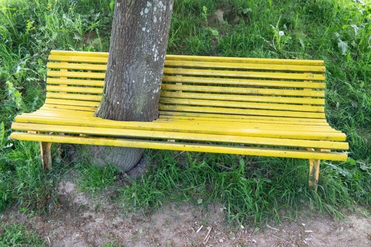 arbre dans un banc