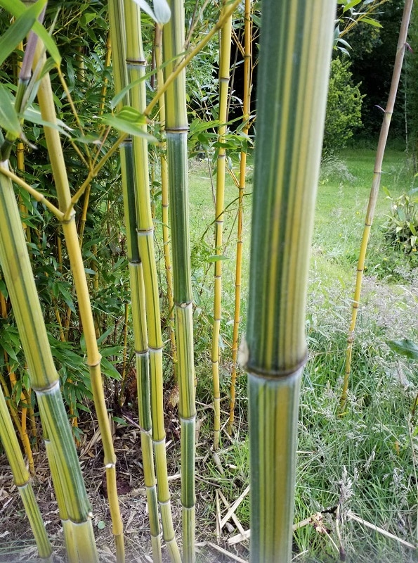 vallée des bambous