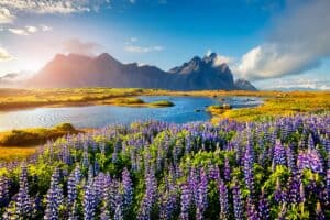 paysage d'Islande en été