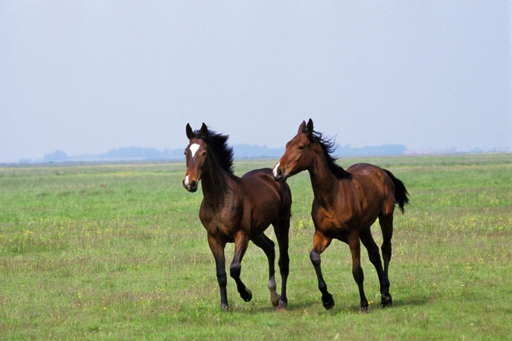 puszta en hongrie