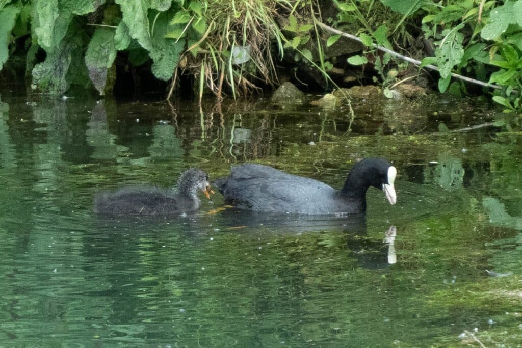 faune marais audomarois