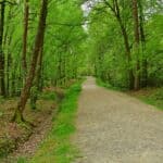 sentier dans la forêt de Sillé-le-guillaume