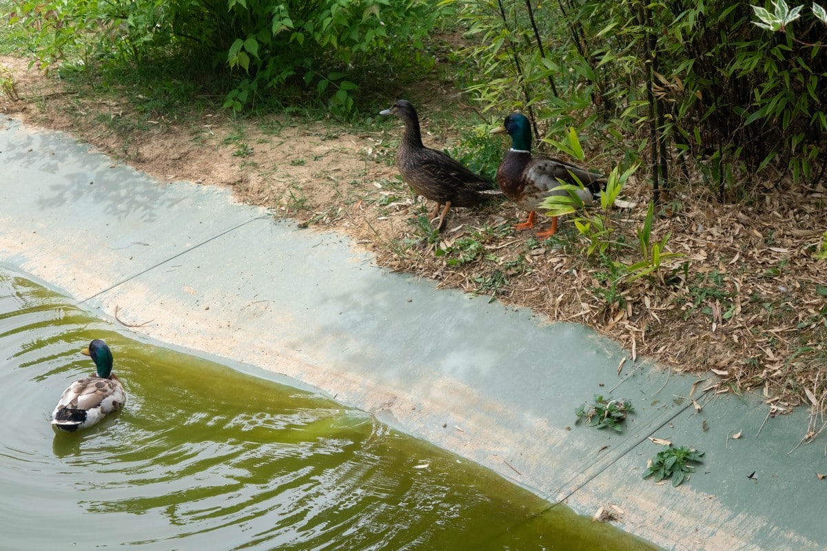 canards