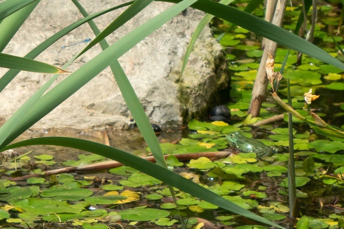 grenouille