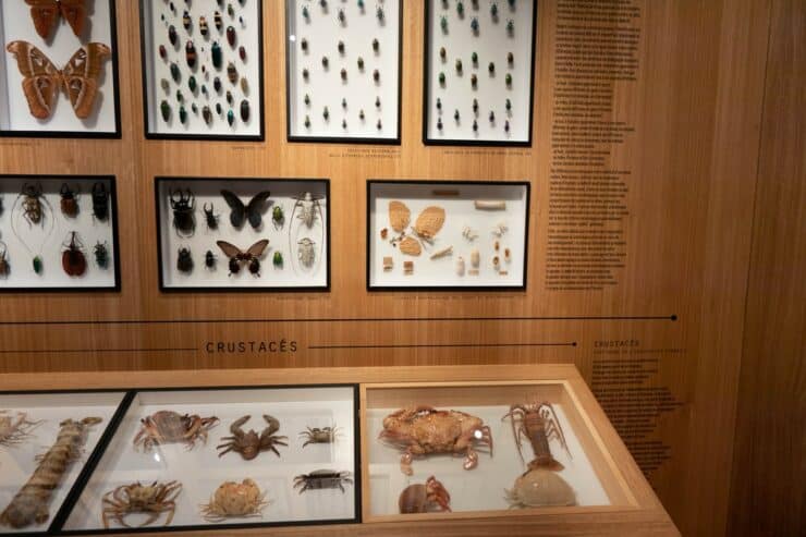 exposition insectes