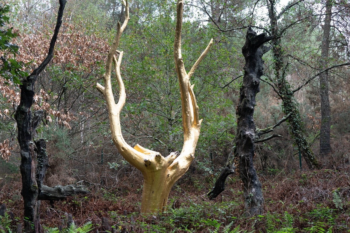 arbre d'or broceliande