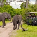 éléphants lors d'un safari au Botswana