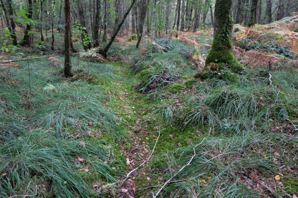 foret de brocéliande