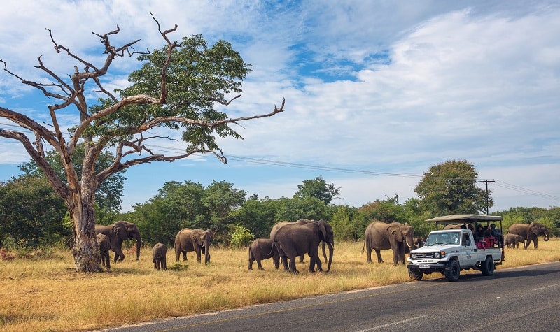 quels animaux voir safari botswana