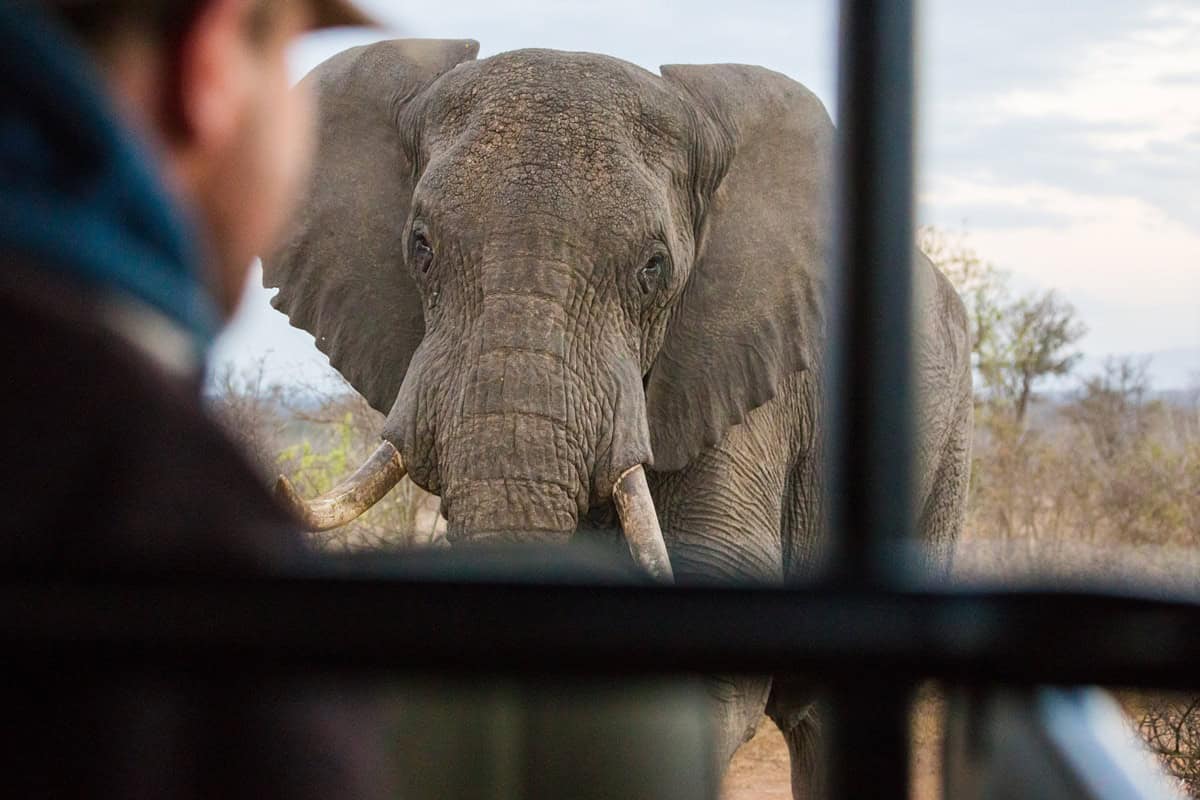 safari en Zambie