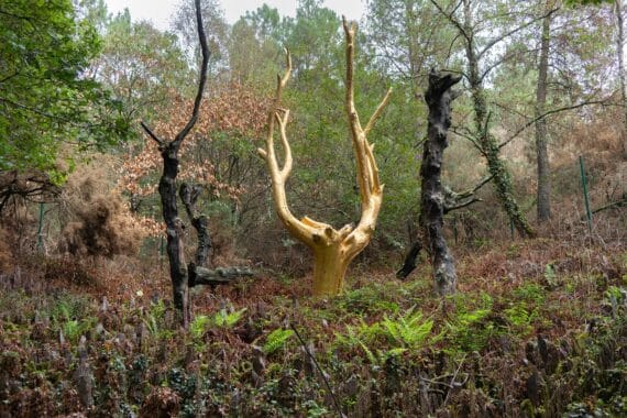 Visiter Brocéliande : 15 choses à faire