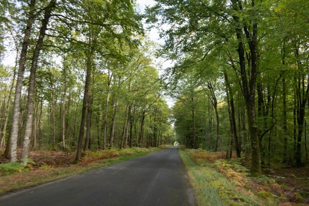 route forêt de brocéliande