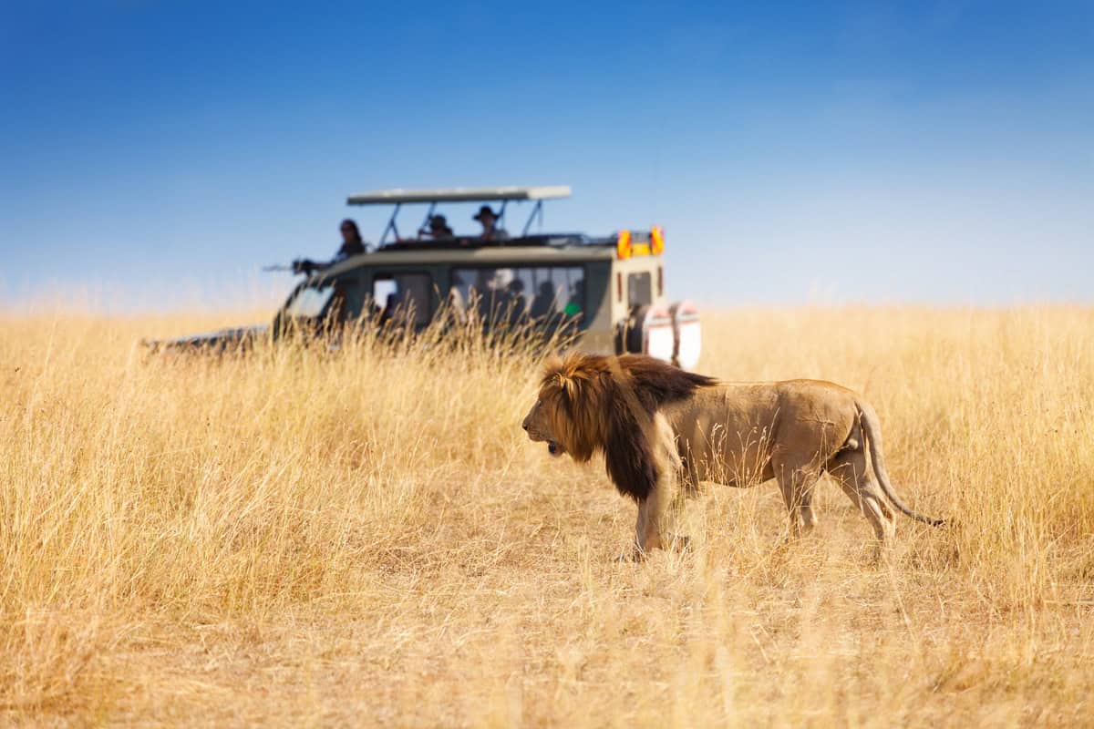 safari au Kenya
