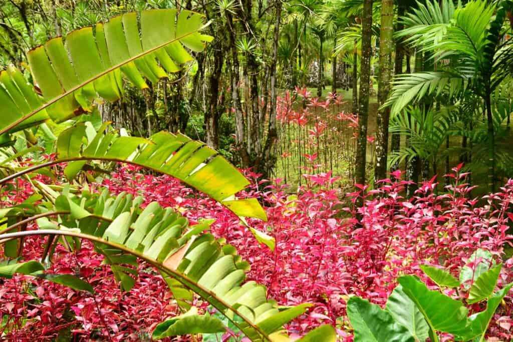 jardin de la Balata