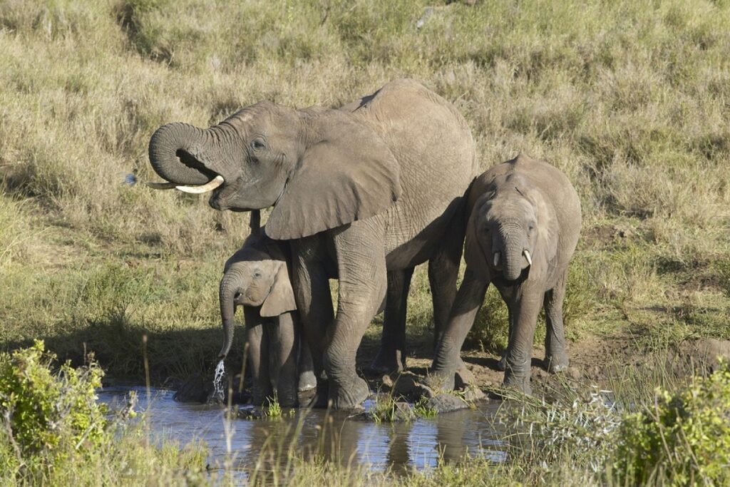 Lewa Downs éléphants