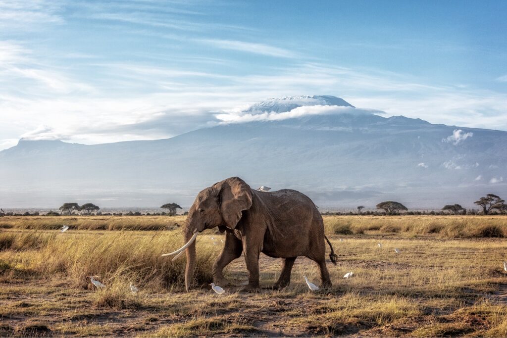 éléphant devant le kilimandjaro