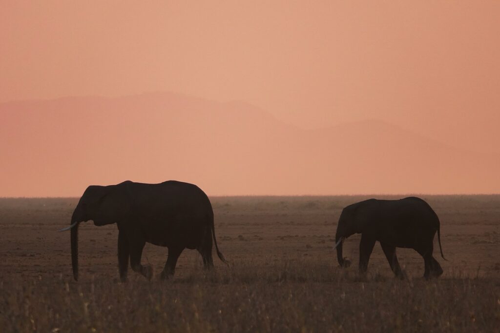 meilleures destinations safari kenya