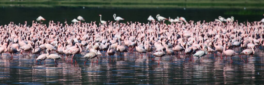 flamants rose lac nakuru