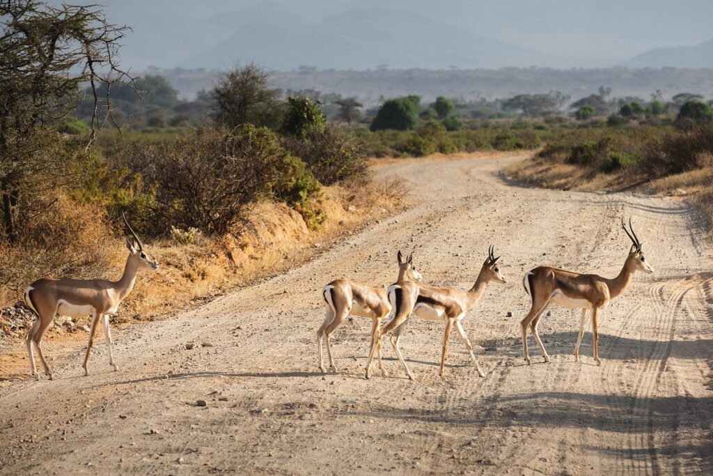 samburu gazelles de waller