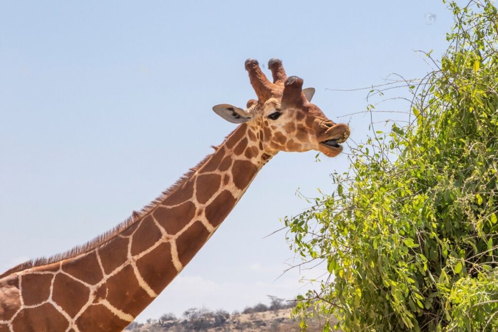 girafe réticulée