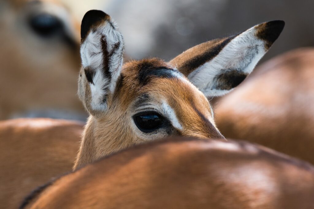 Impala lac nakuru