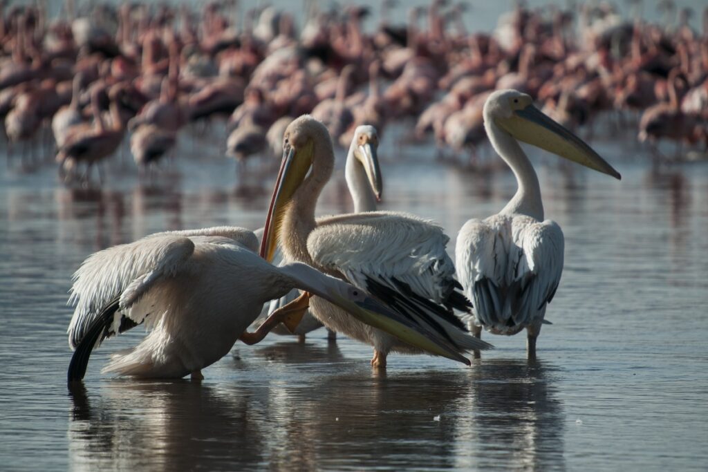 pélicans et flamants roses lac nakuru