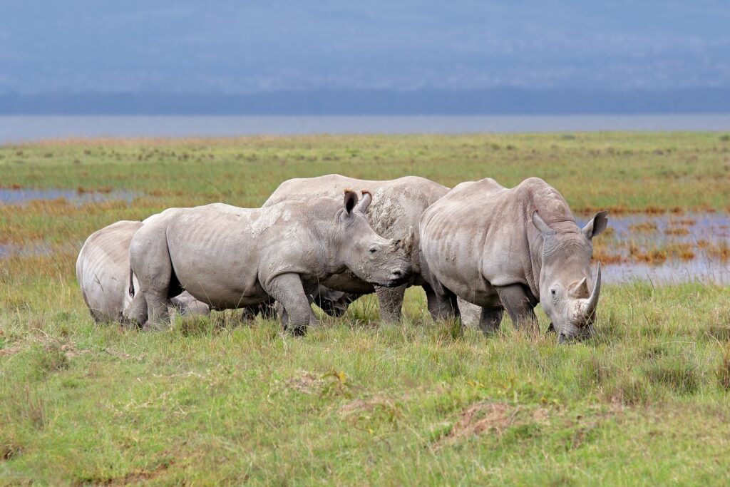 rhinoceros blanc nakuru