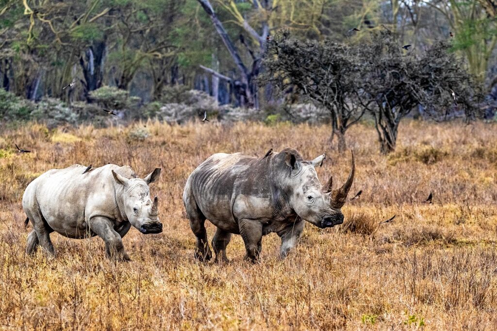 Rhinoceros nakuru