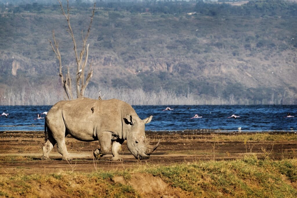 rhinoceros blanc nakuru